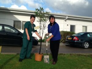 tree_planting